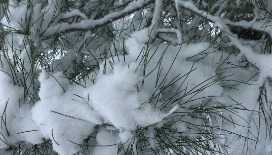 Snow at Molloy